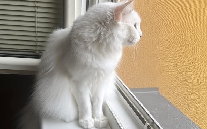 Bílá kočka na parapetu u okna se sítí proti hmyzu